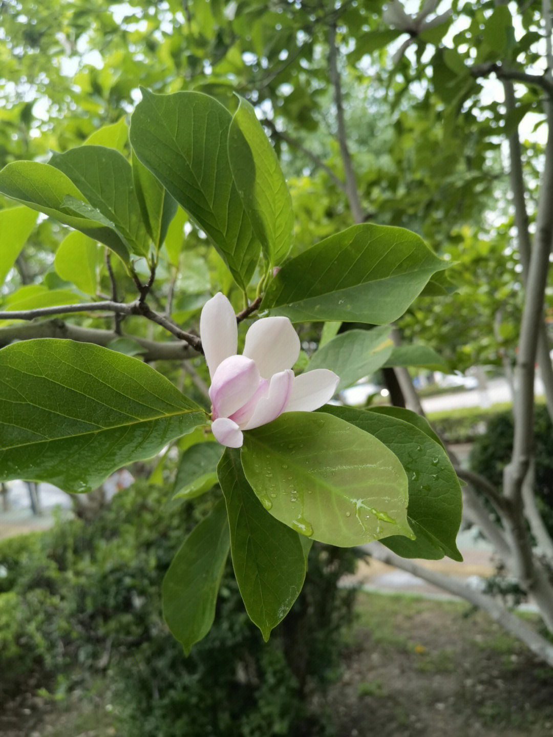 玉兰花夏天的样子图片