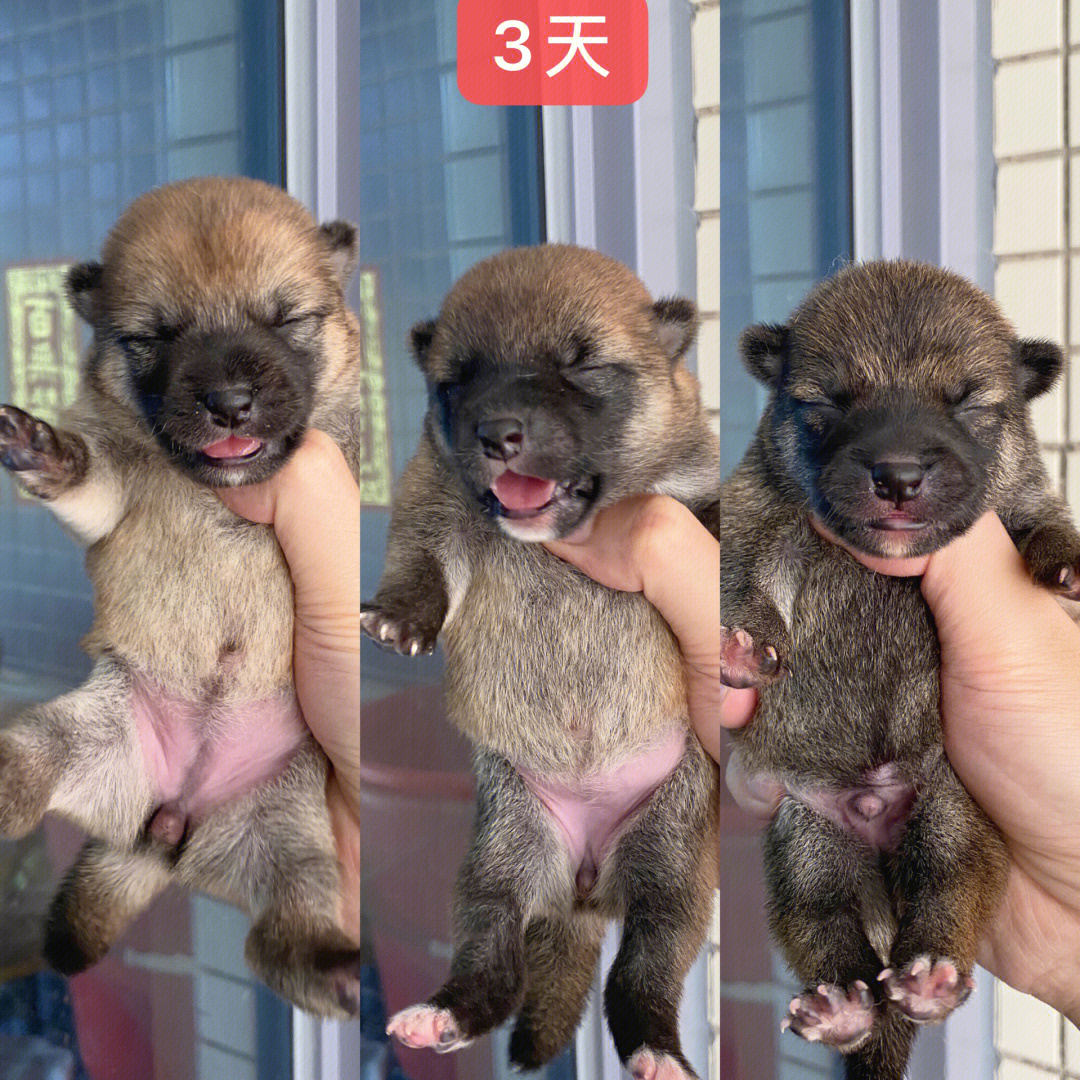 家里刚出生的柴犬第三天柴犬幼犬