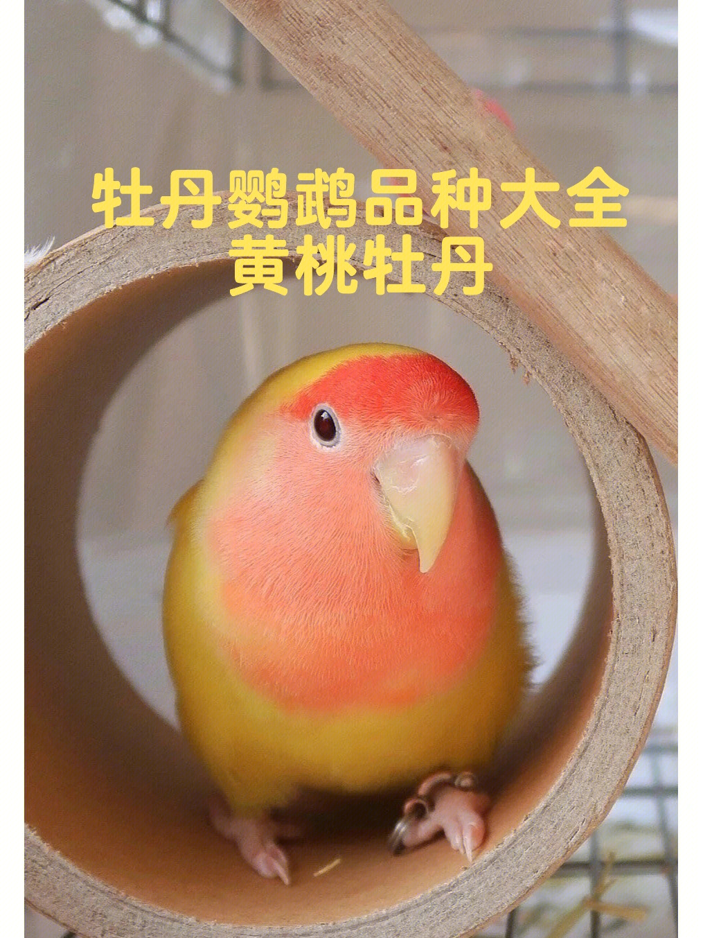 桃面类牡丹鹦鹉类别图片