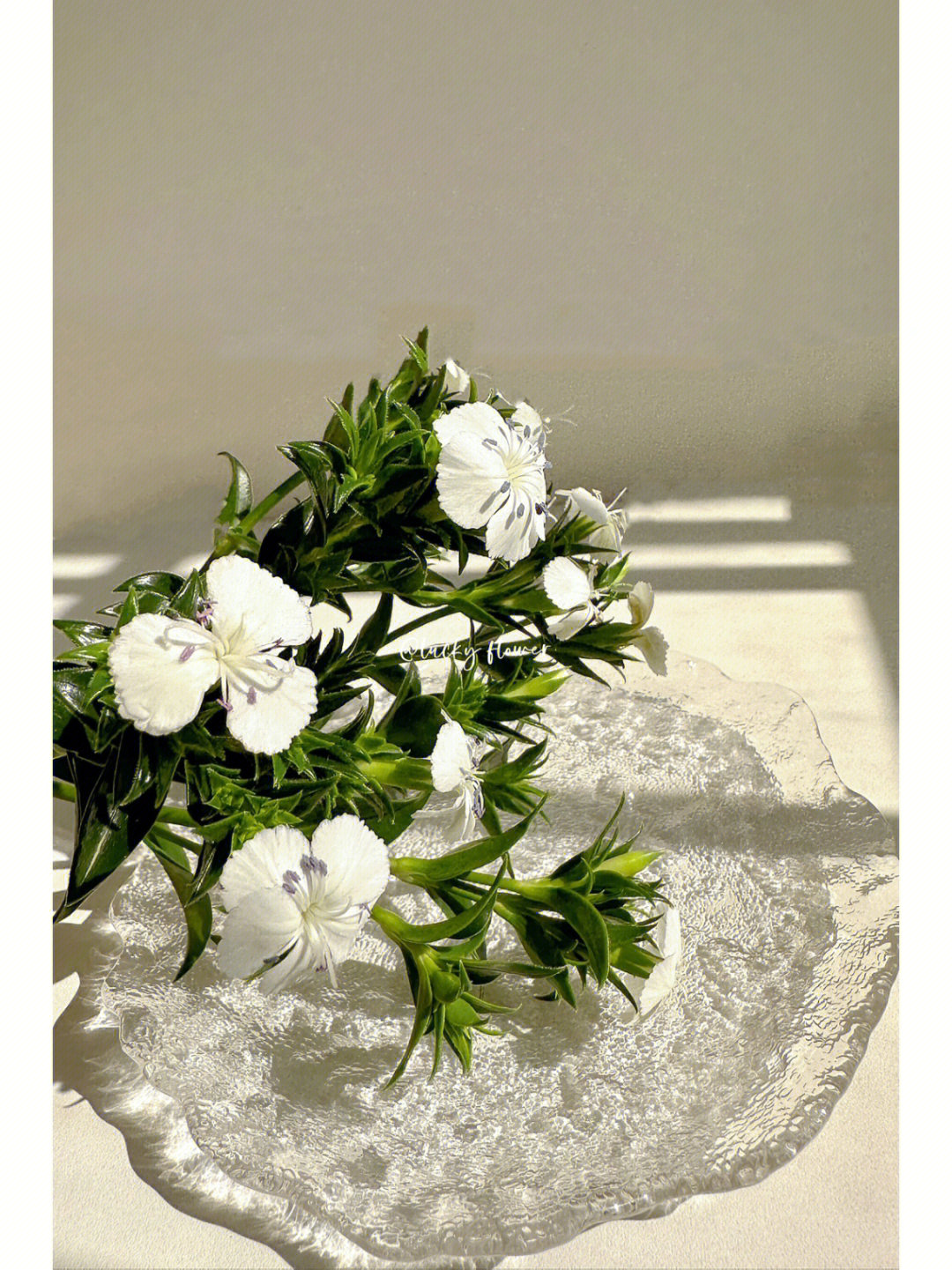 白色青梅花的花语图片