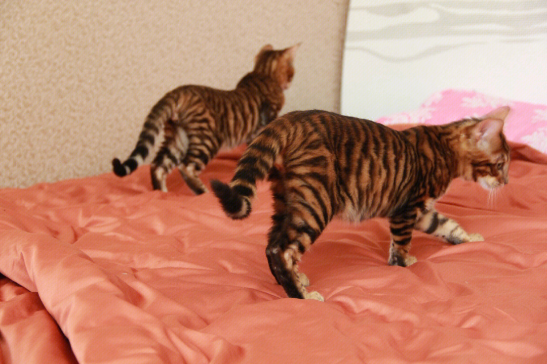 玩具虎猫体重图片