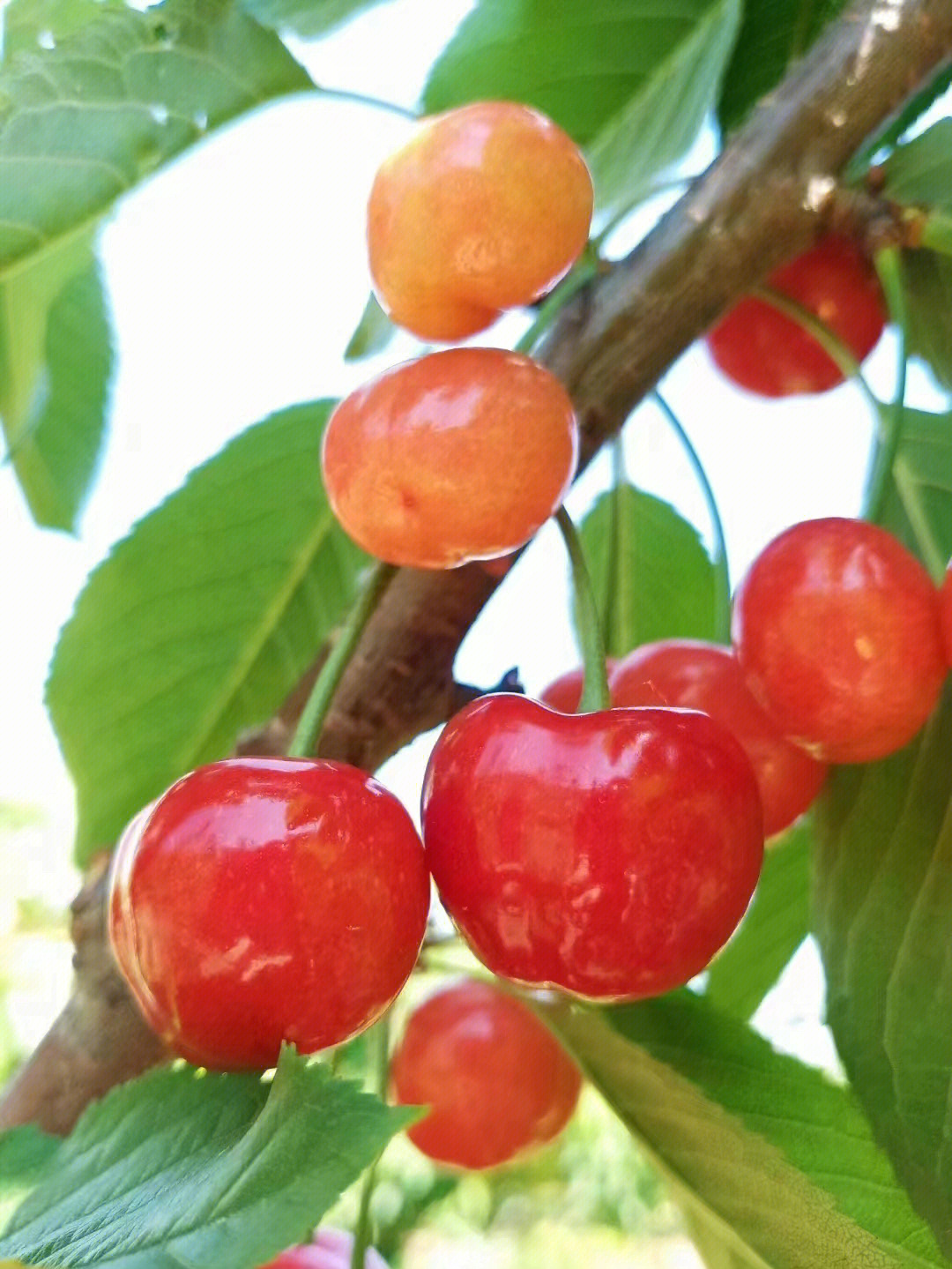 姐妹儿,快来啊产地:山东烟台樱桃品种:红灯(酸甜口,较酸,先锋(脆甜