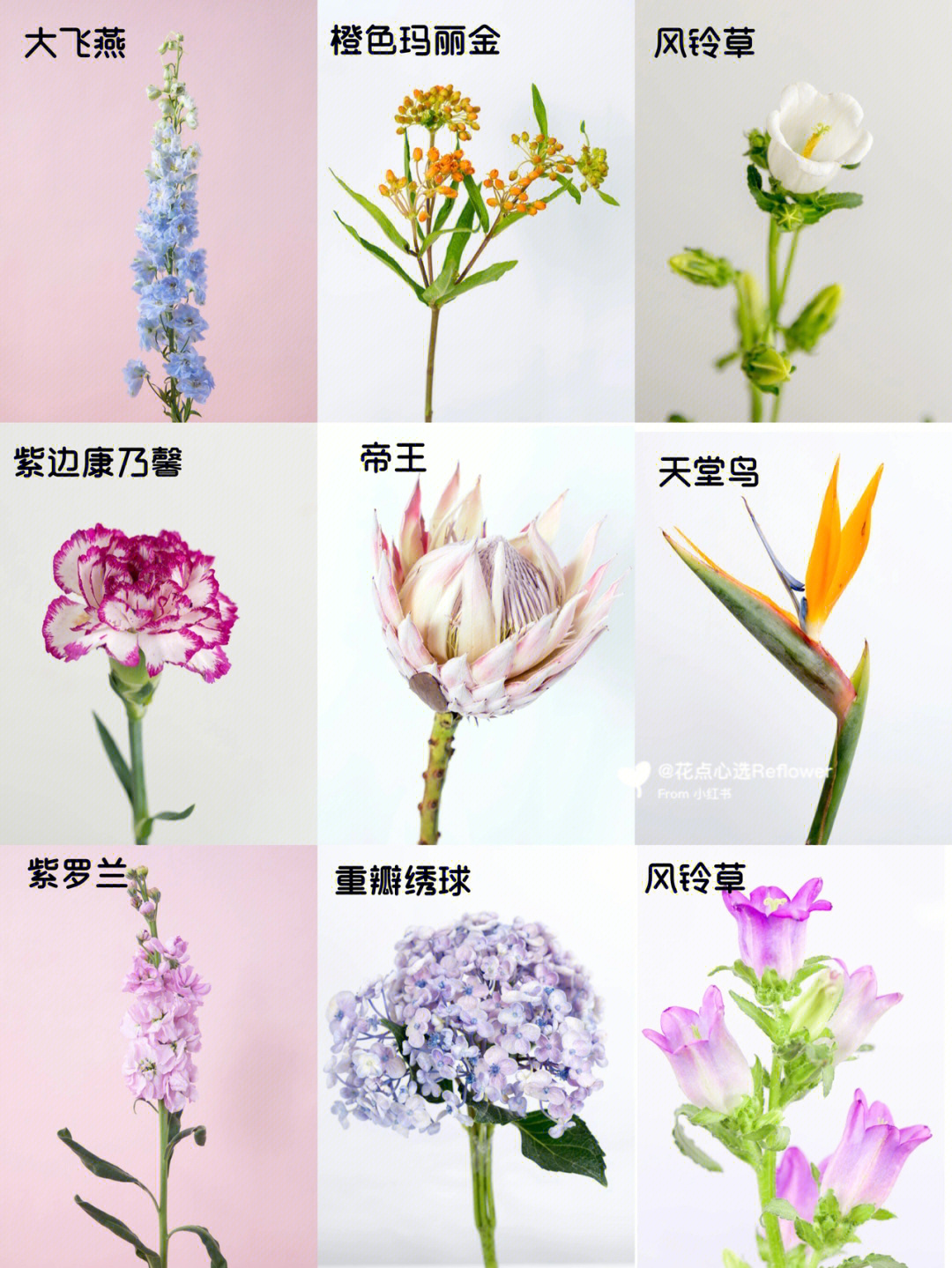 小众花及花语图片