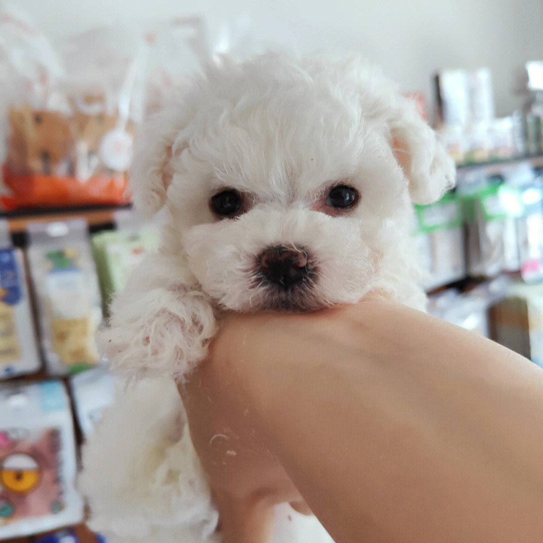 比熊和茶杯犬的区别图片