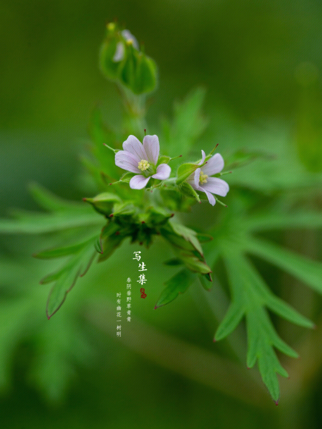 野老鹳草|写生集|春天的野花