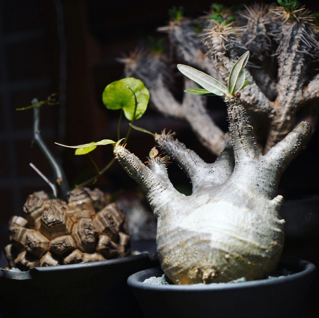 绿植#室内植物#室内植物#植物#块根#块根植物