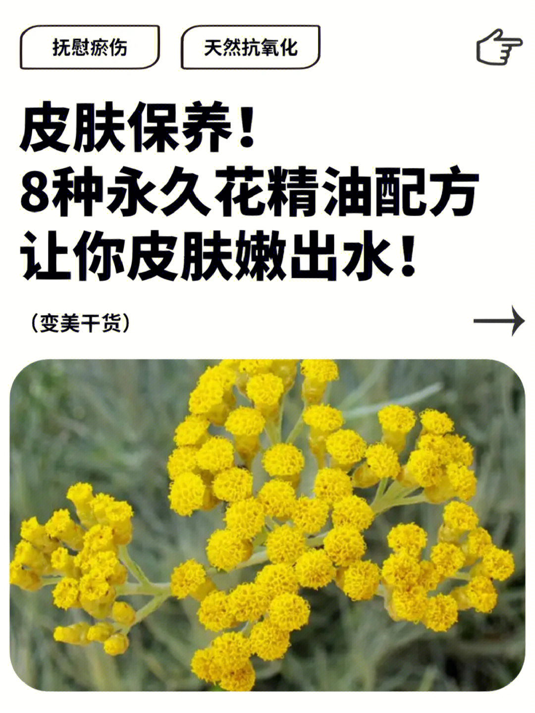 波罗尼花精油功效图片