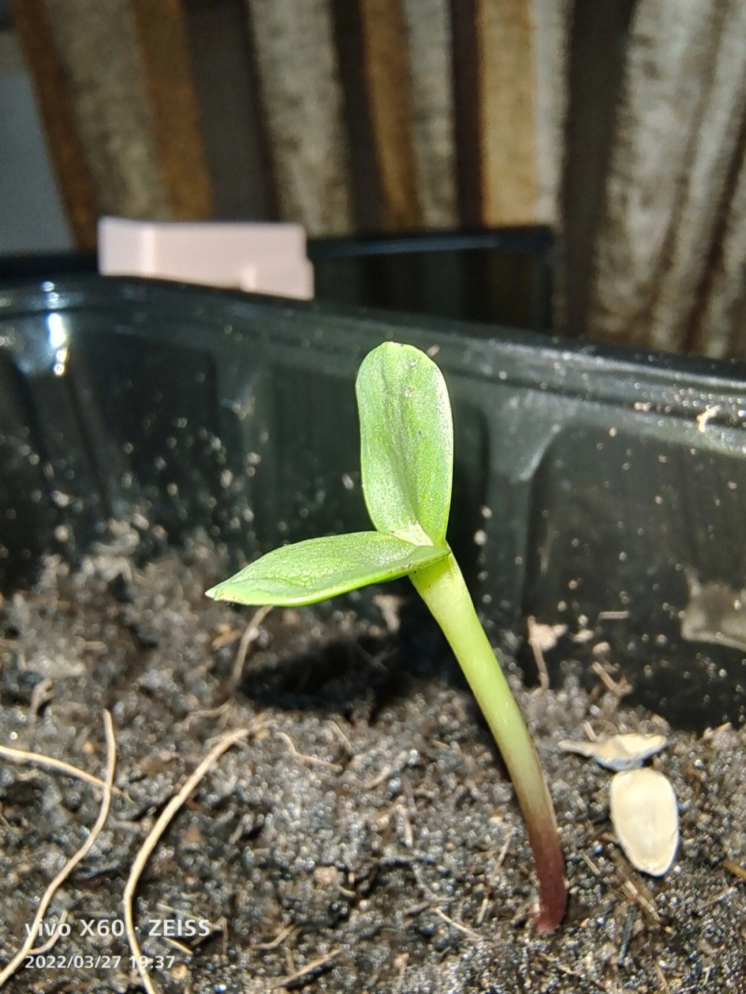 矮生向日葵种植方法图片