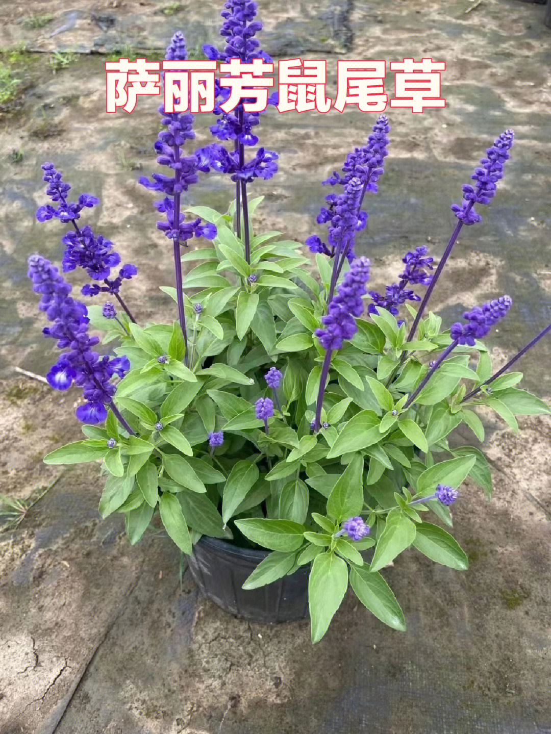 花境植物第17弹萨丽芳鼠尾草