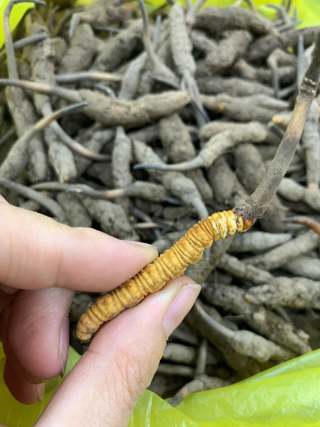 野生新鲜冬虫夏草