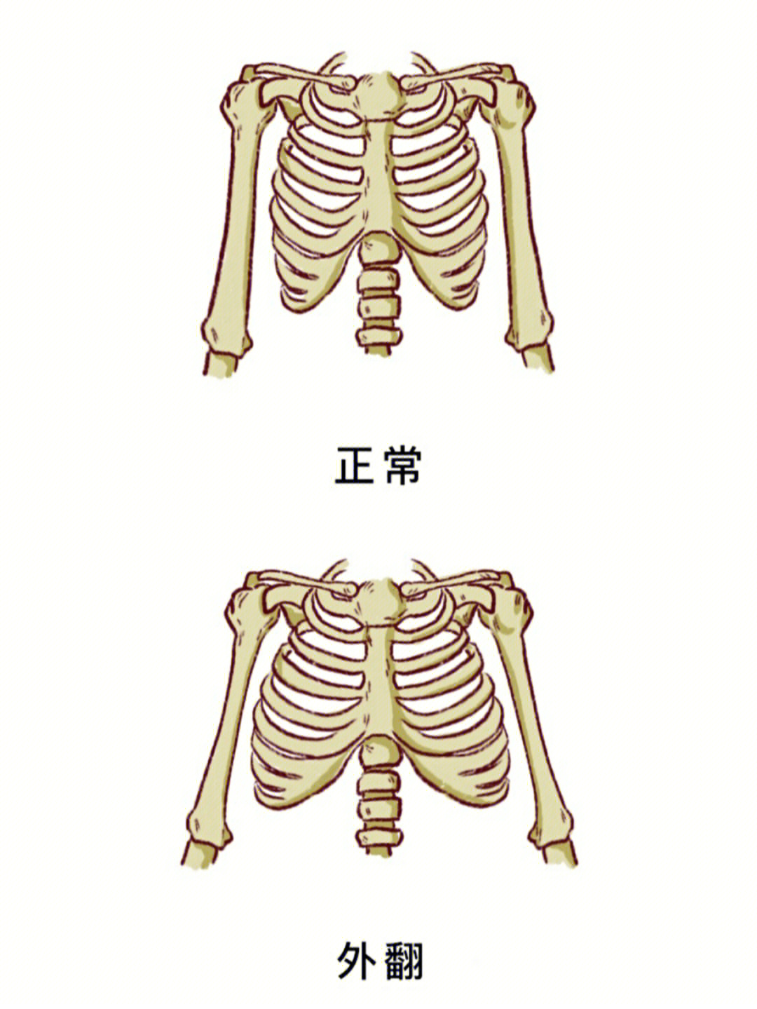 婴儿肋骨正常图图片