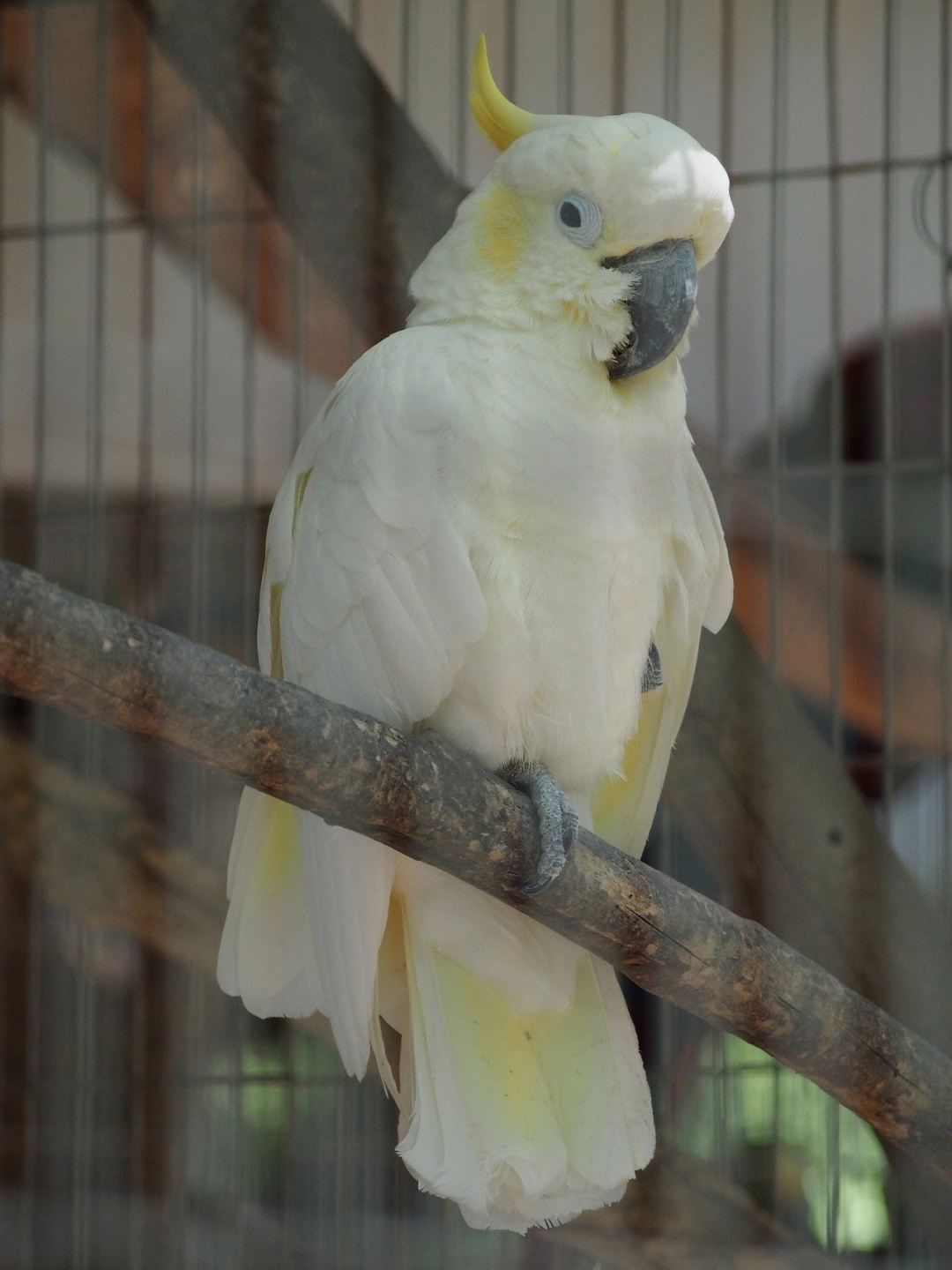 cacatua ophthalmica雨伞凤头鹦鹉 cacatua alba鲑色凤头鹦鹉 cacatua