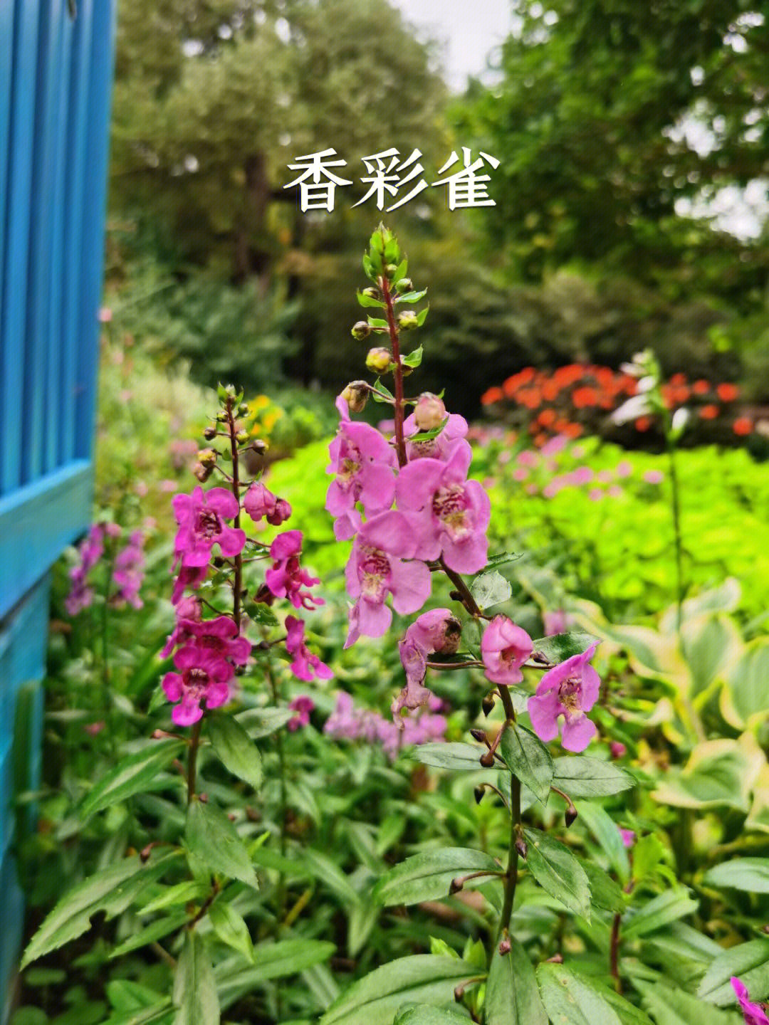 香彩雀花的花语图片