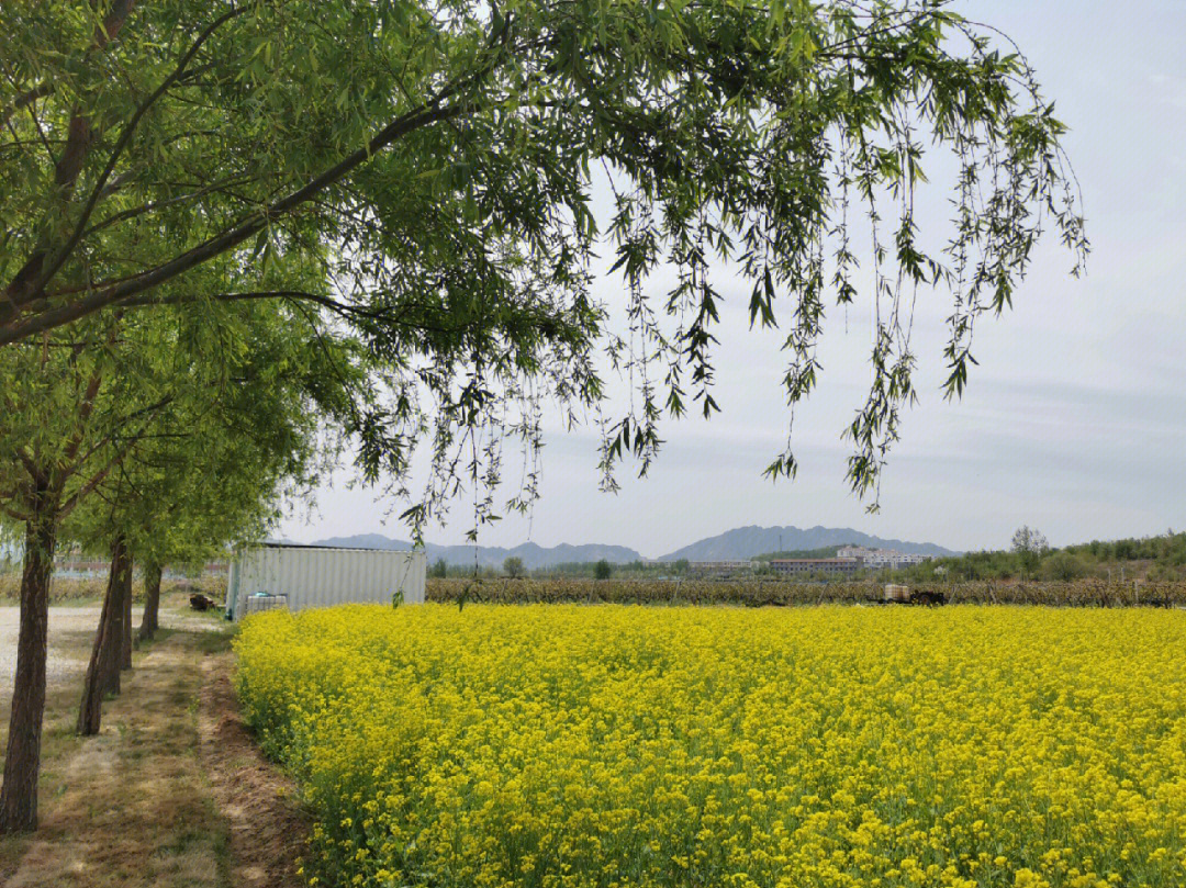 株洲仙庾岭油菜花图片