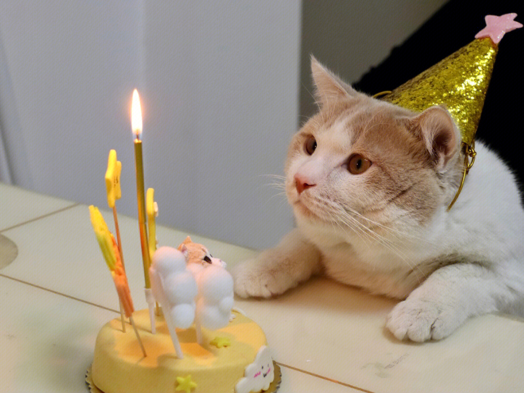 猫咪过生日图片唯美图片