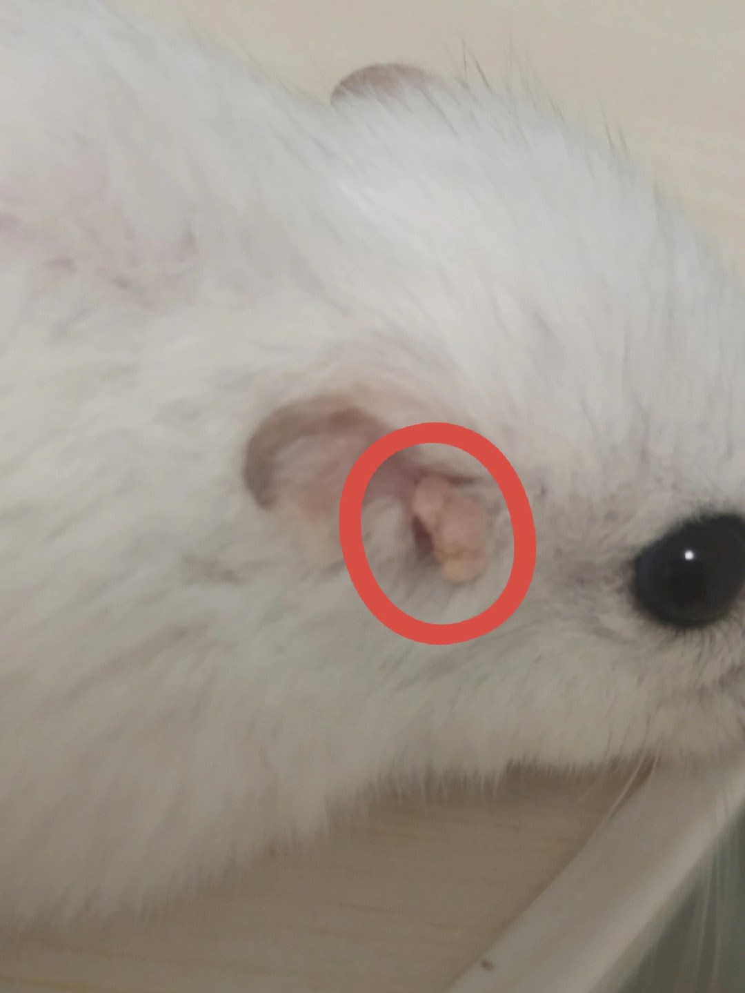 仓鼠耳朵脂肪瘤图片