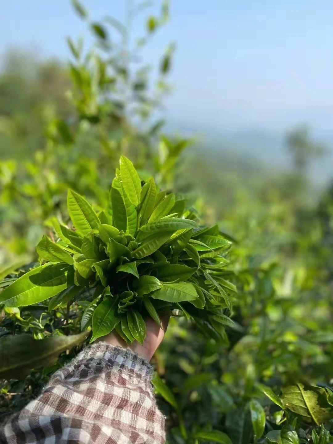 茶山行三茶山上的笑容治愈了我