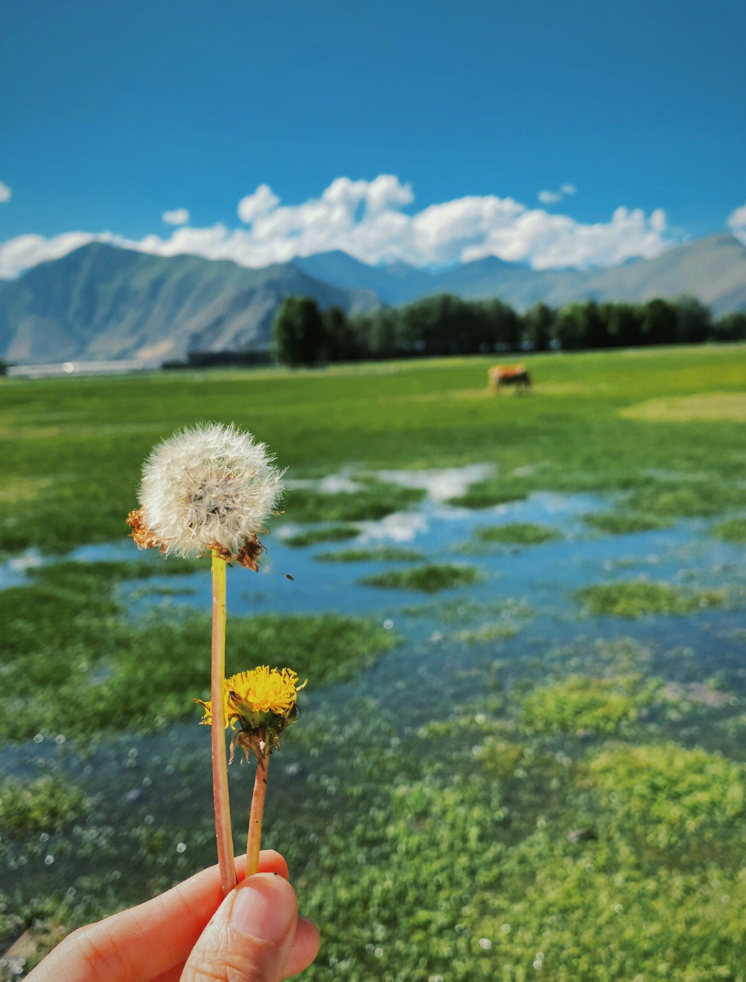 西藏夏天是充满生机的绿意盎然