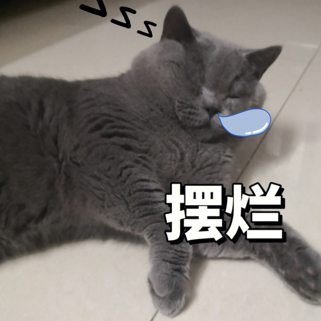 猫猫表情包