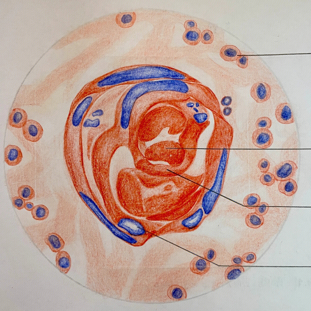 组胚绘图大赛图片