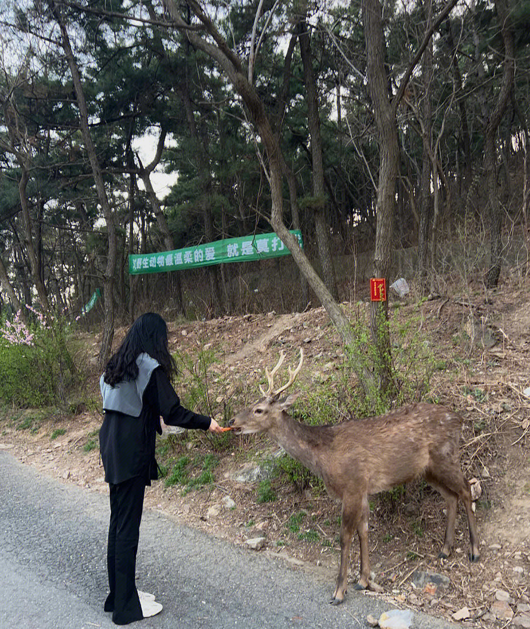 鹿会出现也会给你东西喂04我一直走到了尽头 跟着遛弯阿姨一直走