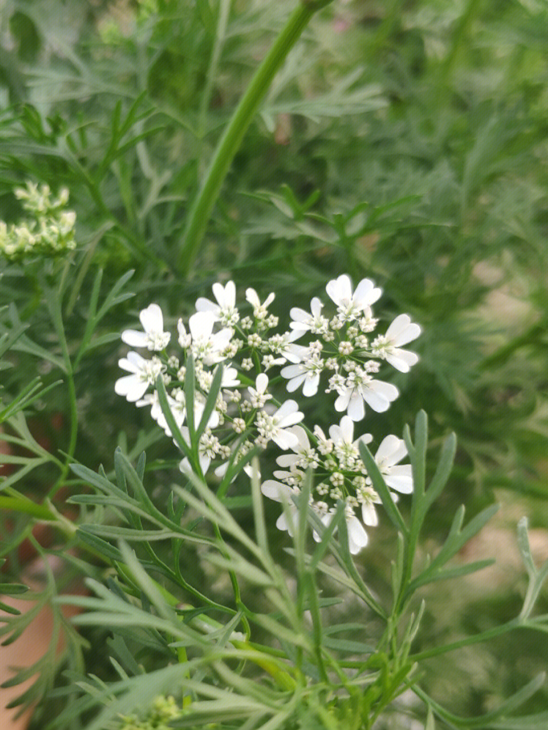 香菜花寓意图片