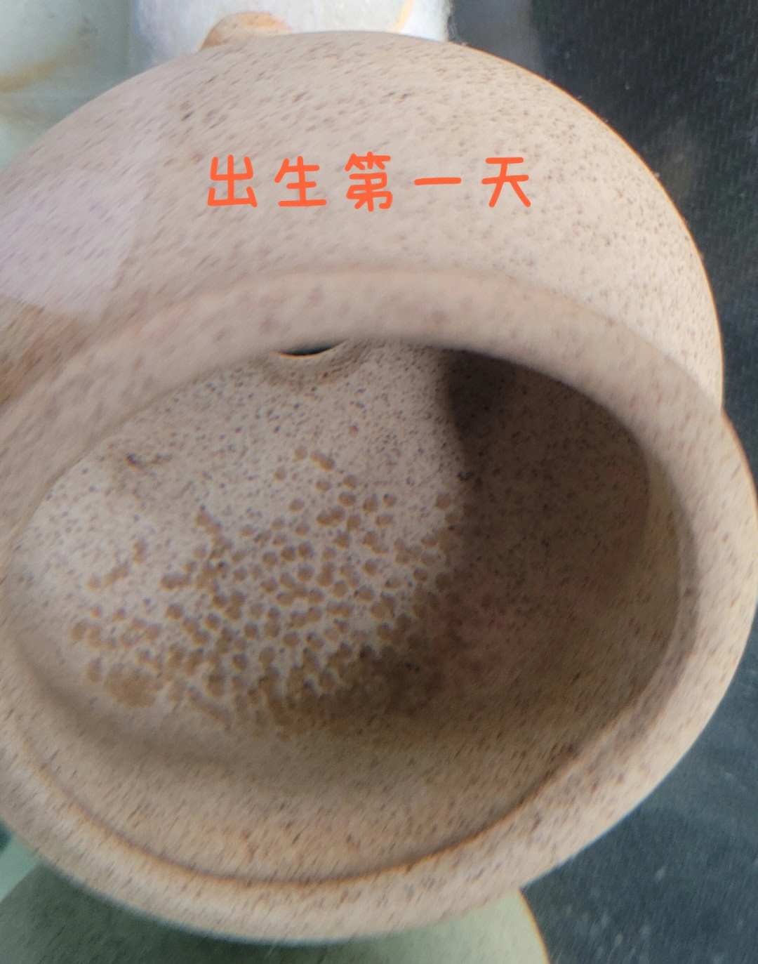 鹦鹉鱼卵孵化过程图图片