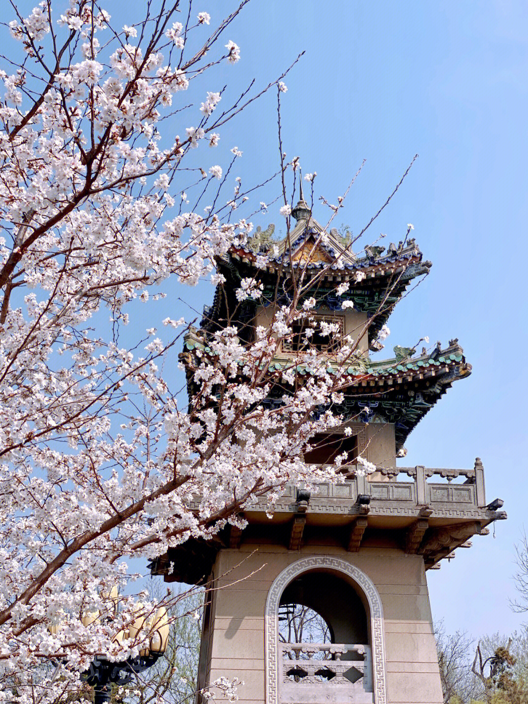 鸡鸣寺的樱花开了图片图片