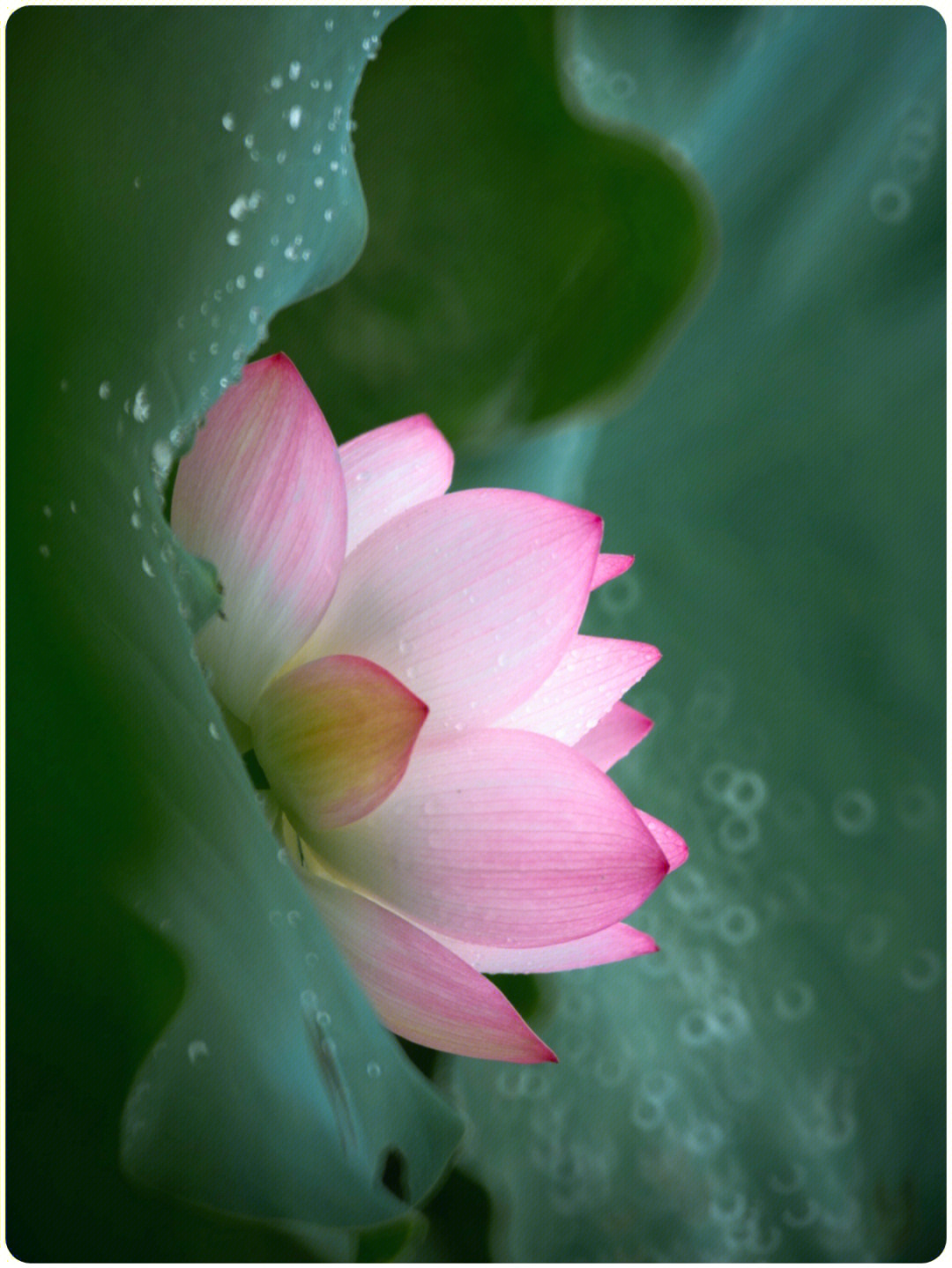 雨后荷花图片大全大图图片