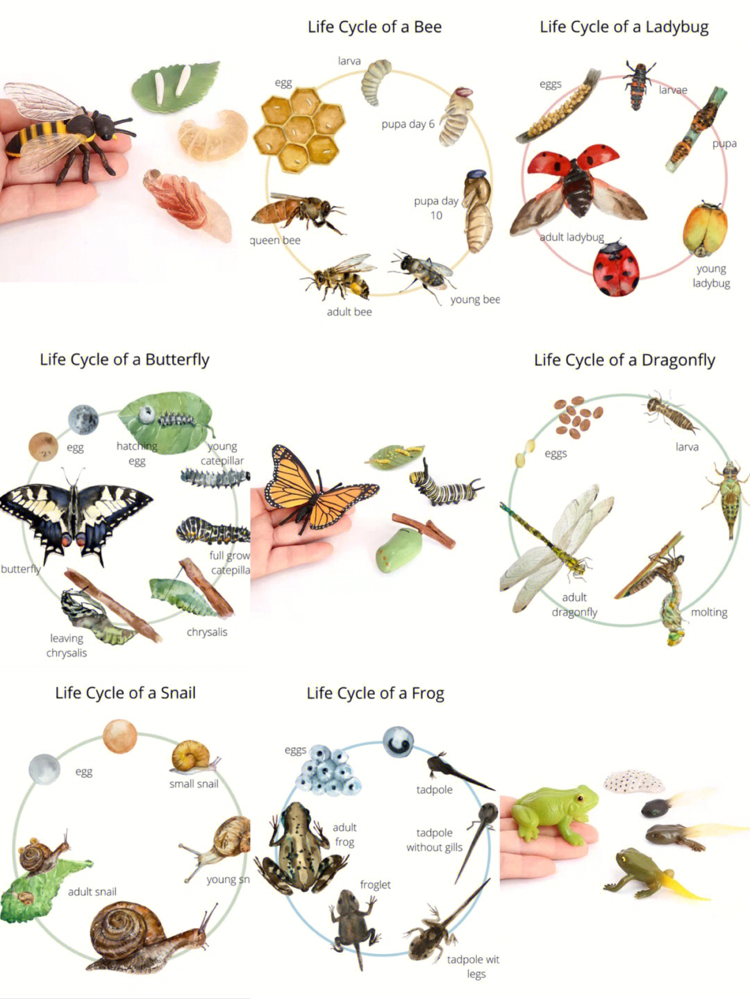 蜻蜻蜓进化图片