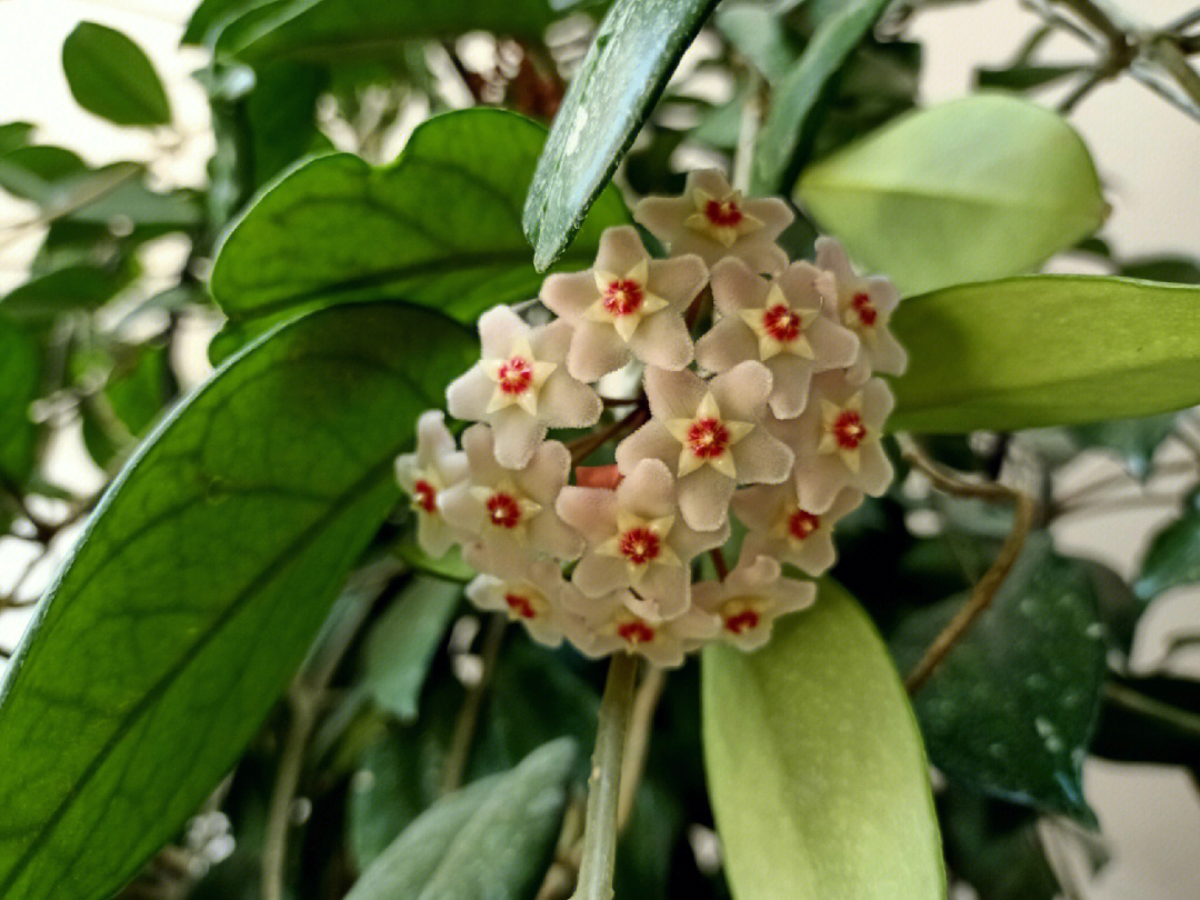 球兰花图片野生图片