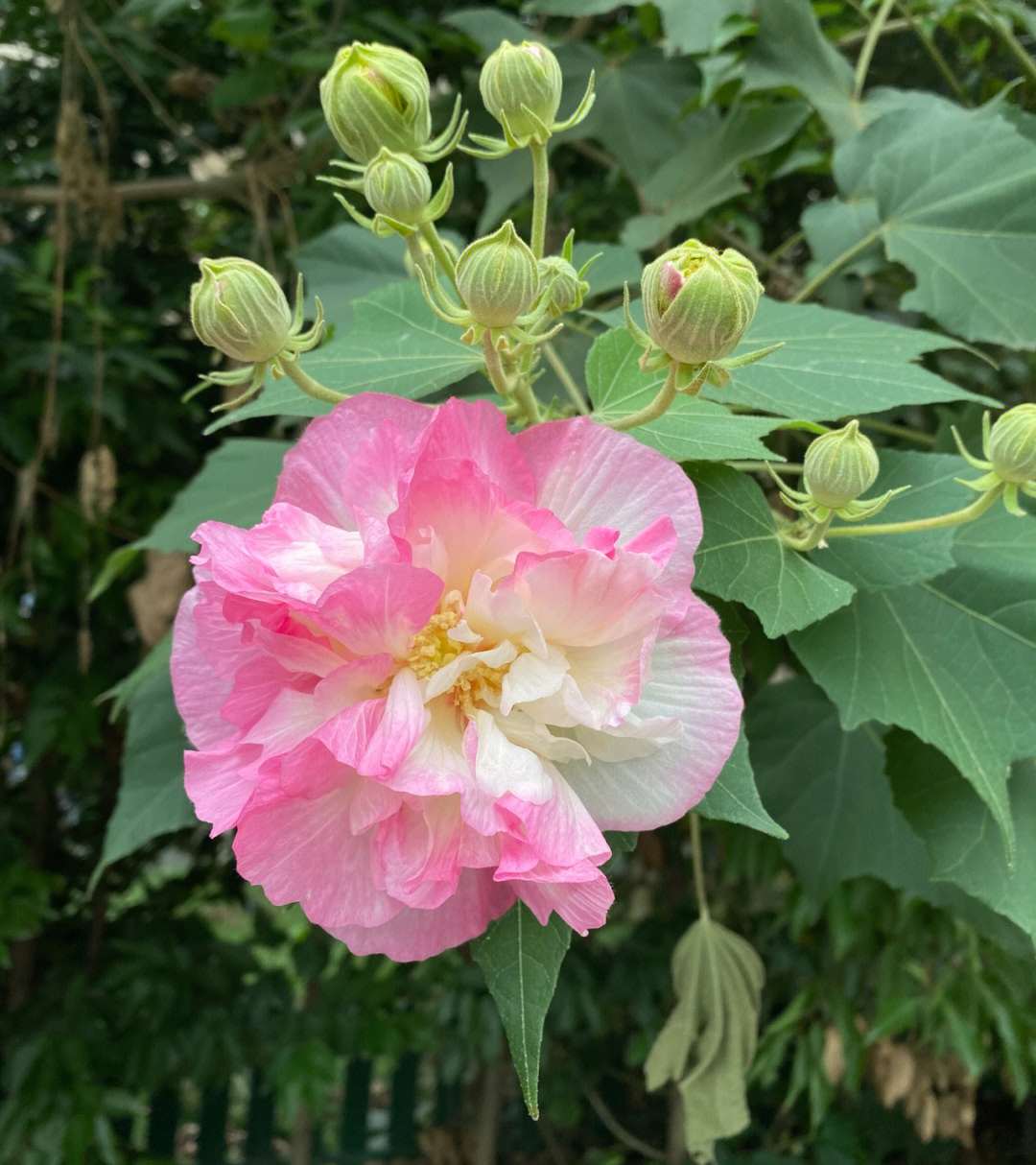 成都市花芙蓉花绝绝子