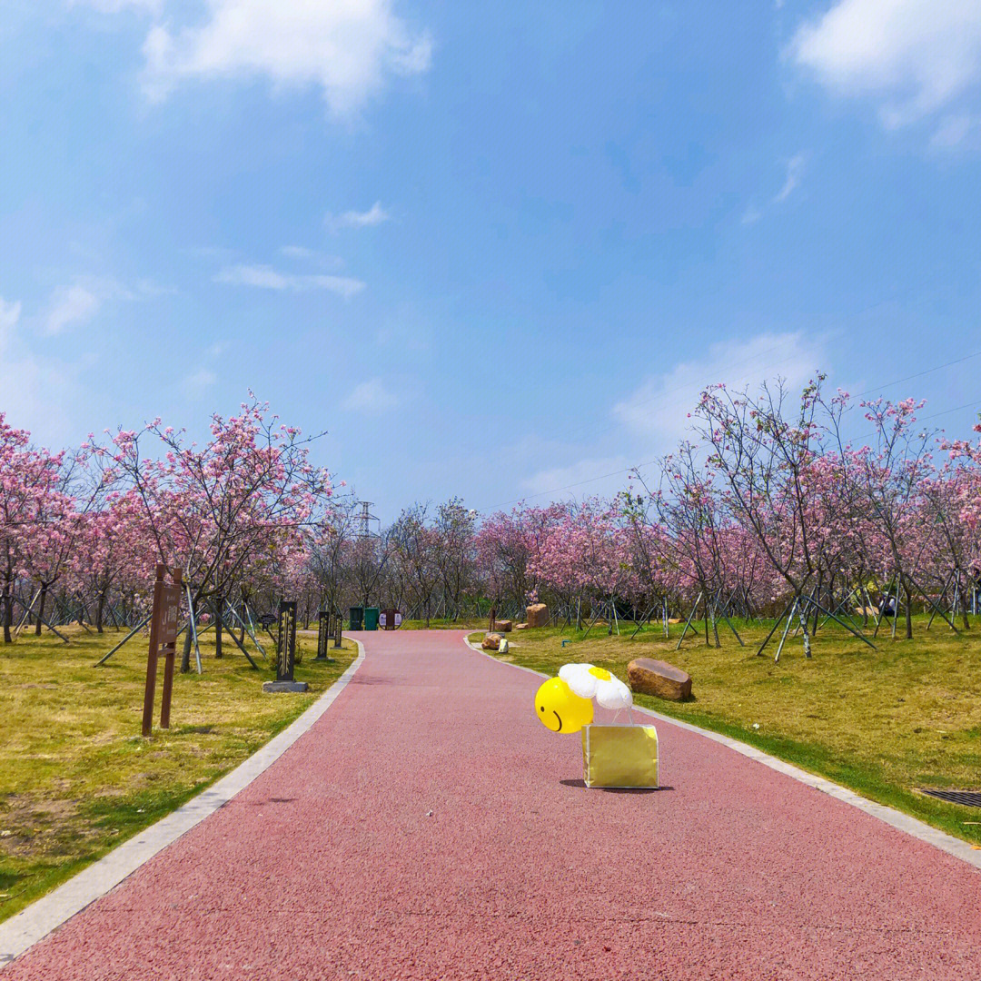 2022年浈江樱花公园图片