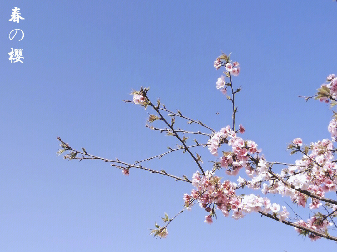 春天去赏花#樱花#宁波植物园