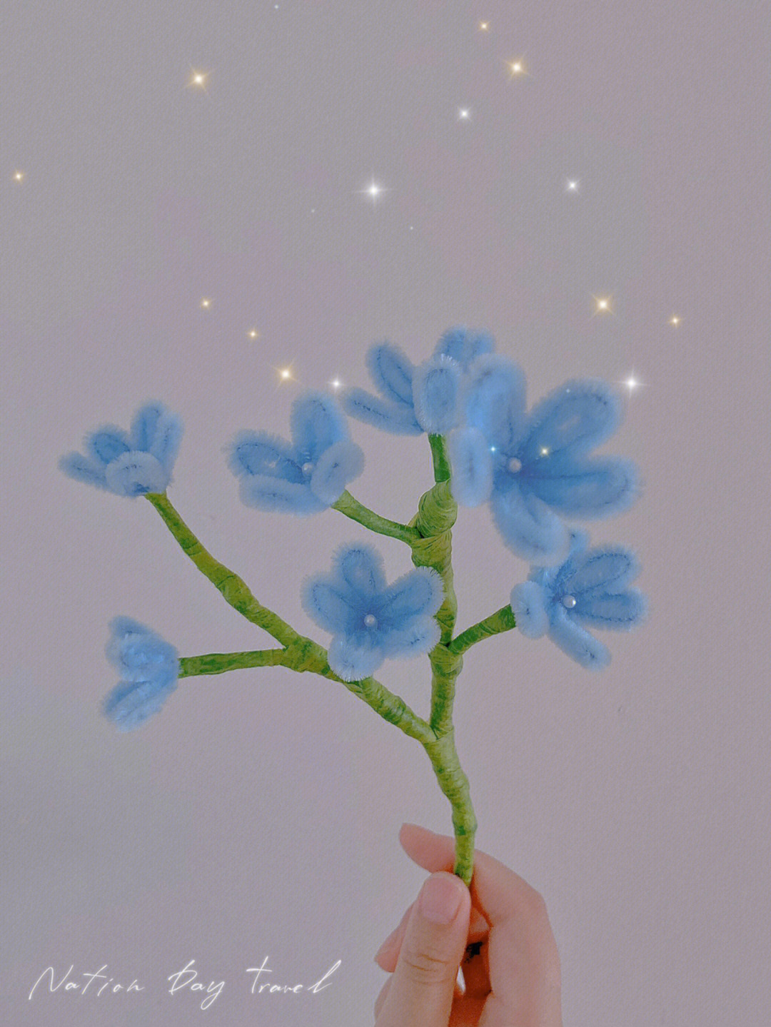 蓝星花素描图片