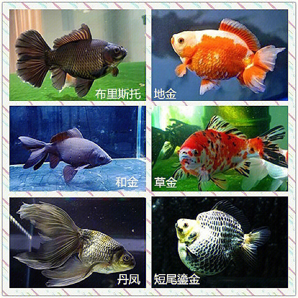 金鱼的品种及图片名称图片
