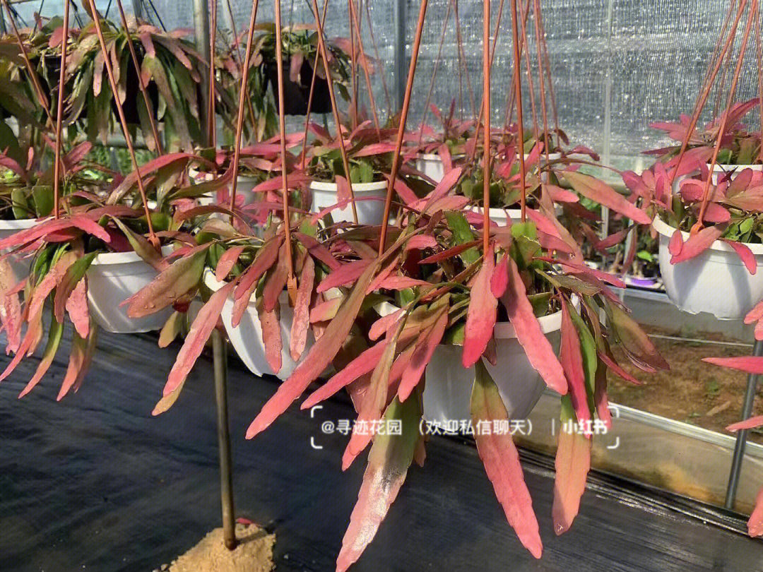 红叶丝苇昙花室内耐阴观叶植物昆明基地养护