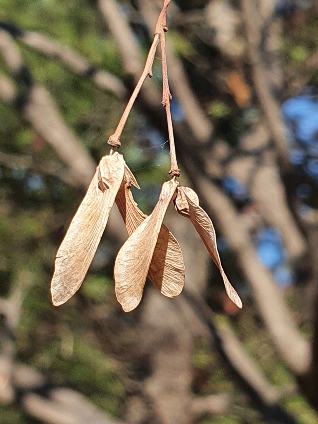 槭树的翅果图片