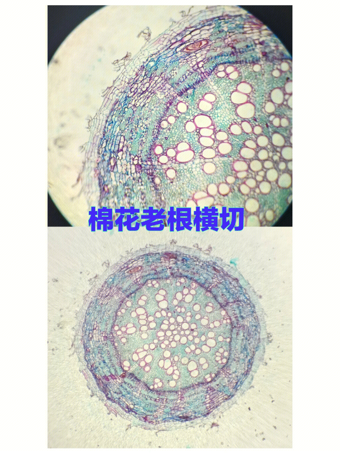 棉花老根横切图与标注图片