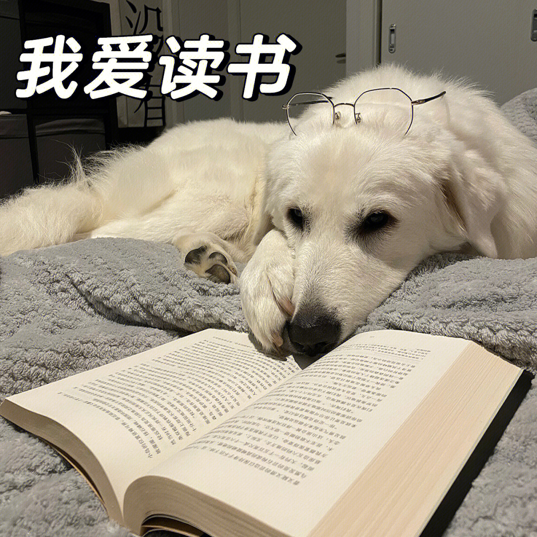 挑灯夜读带字图片图片