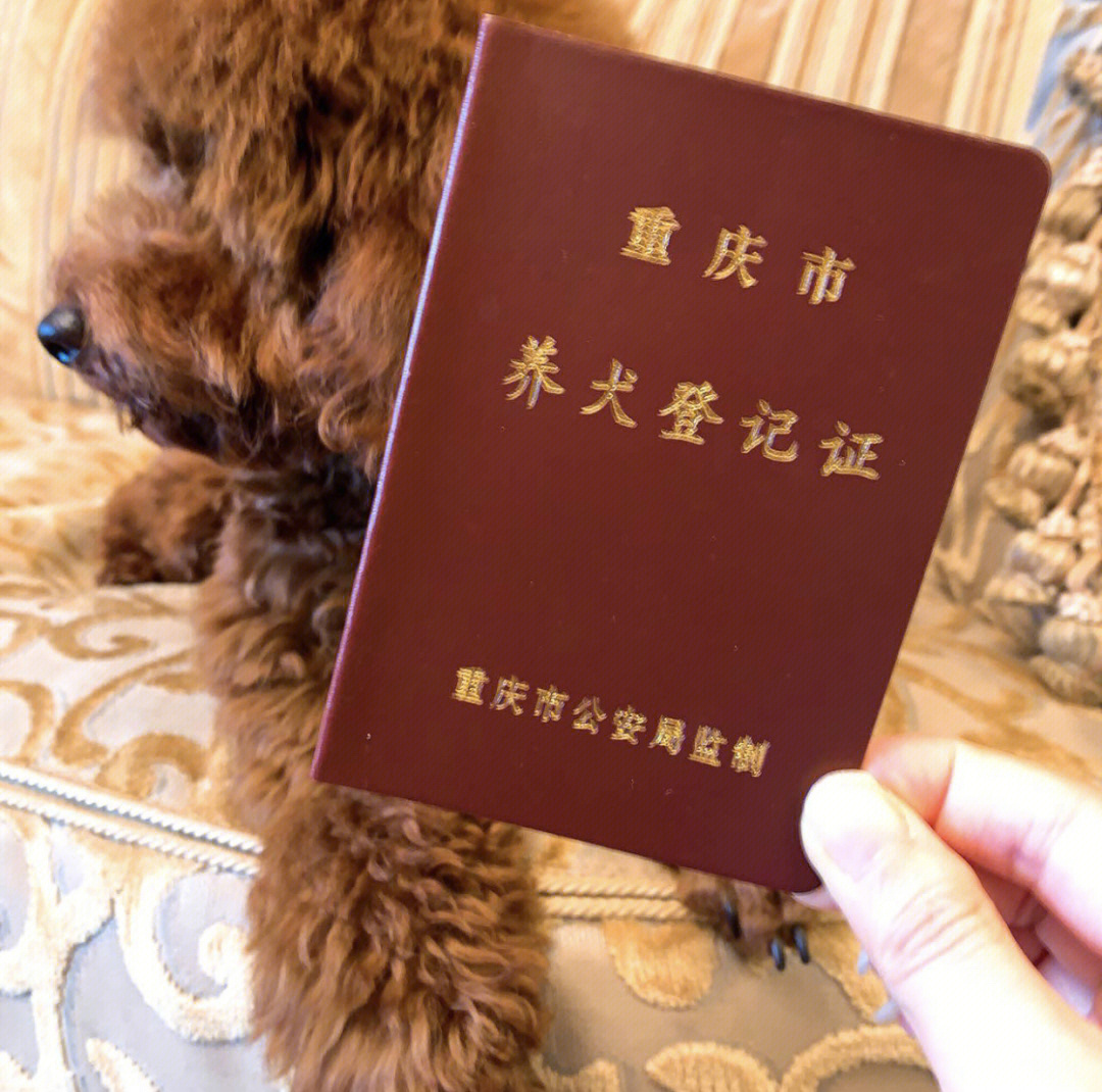 重庆狗证图片