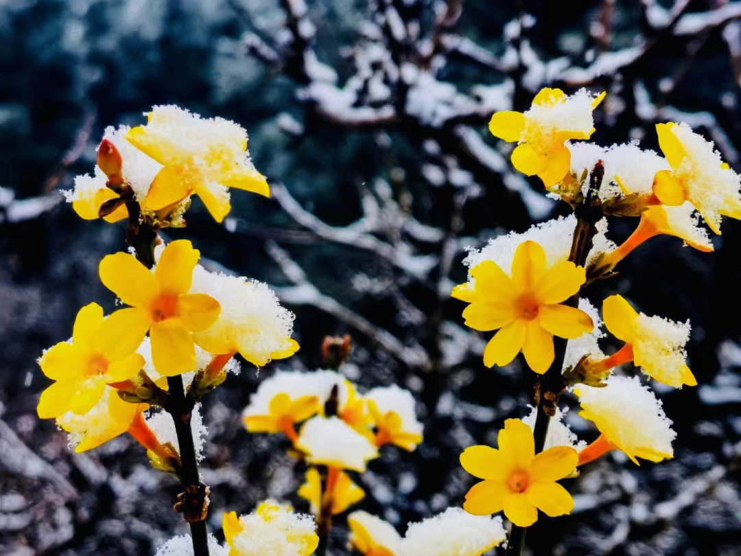 三月的雪