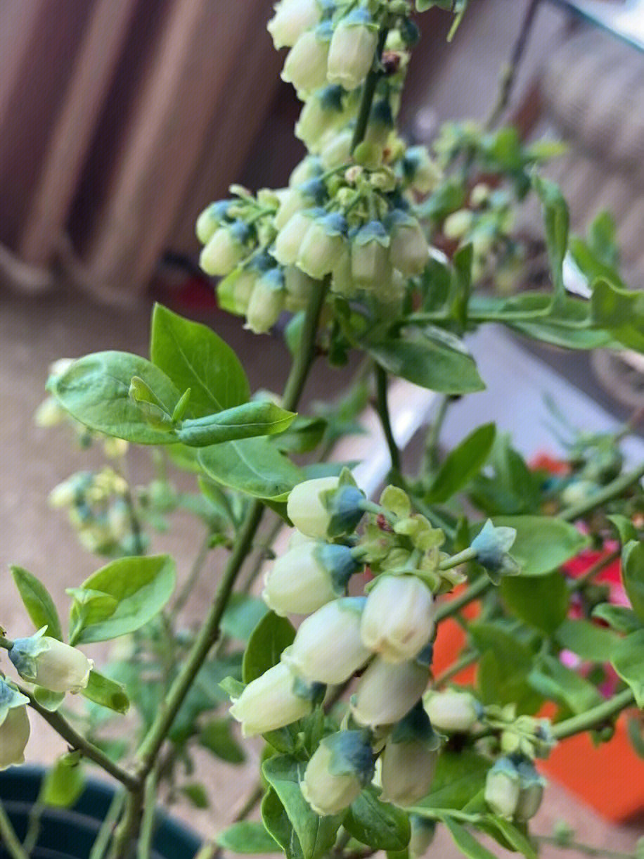蓝莓花图片 初期图片