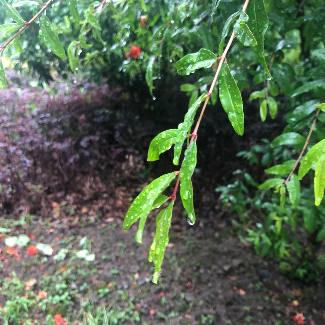 雨后图片