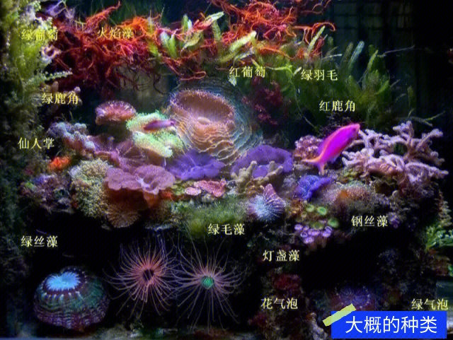 海藻的种类与图片简介图片