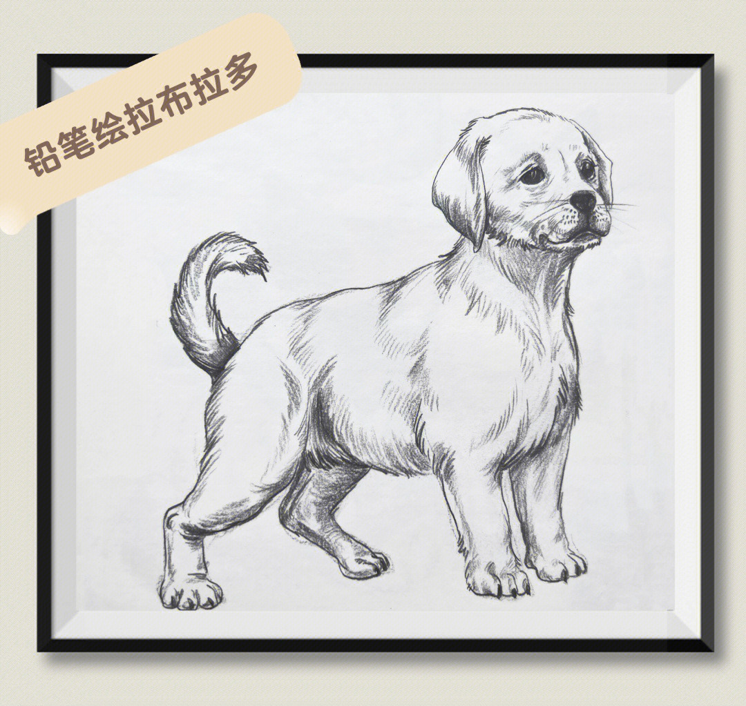 拉布拉多犬的素描画图片