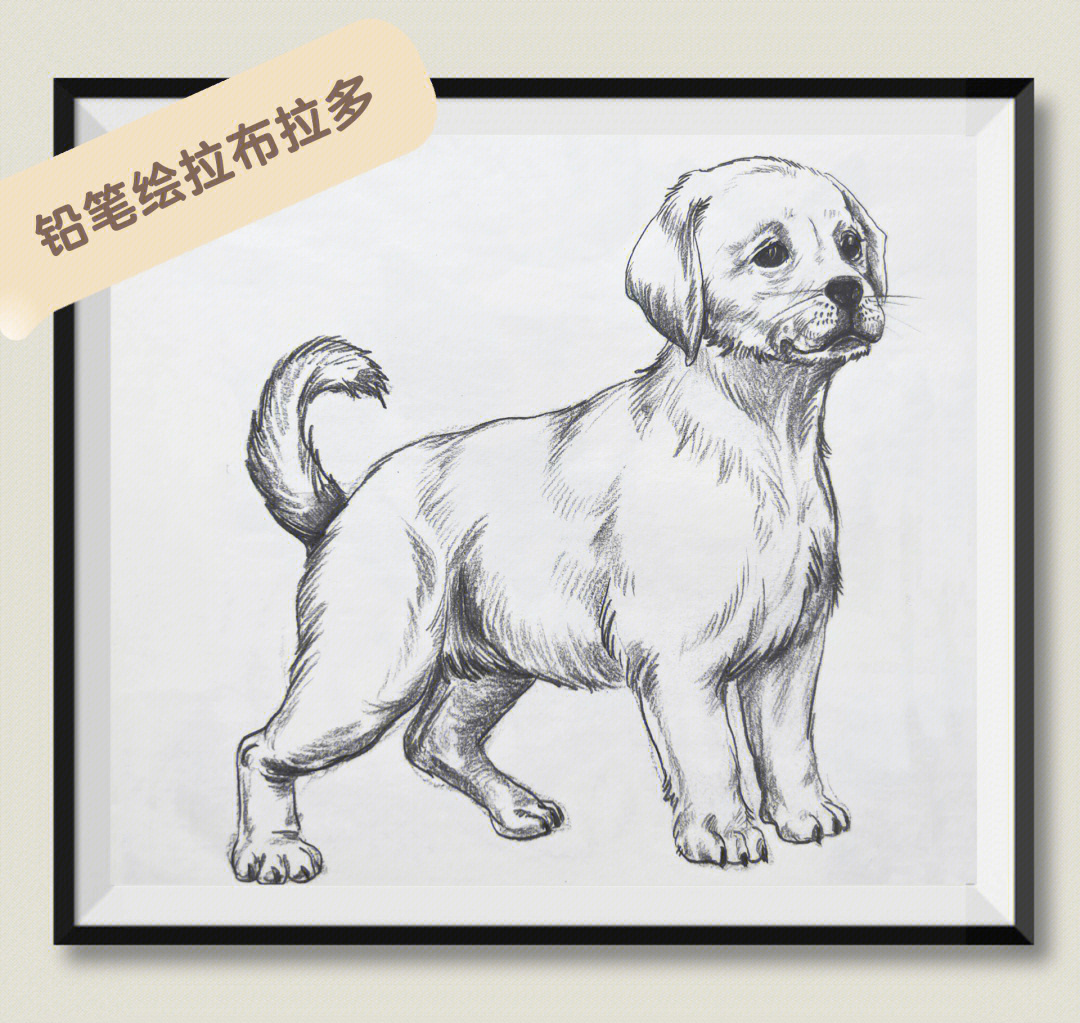 拉布拉多犬素描图片