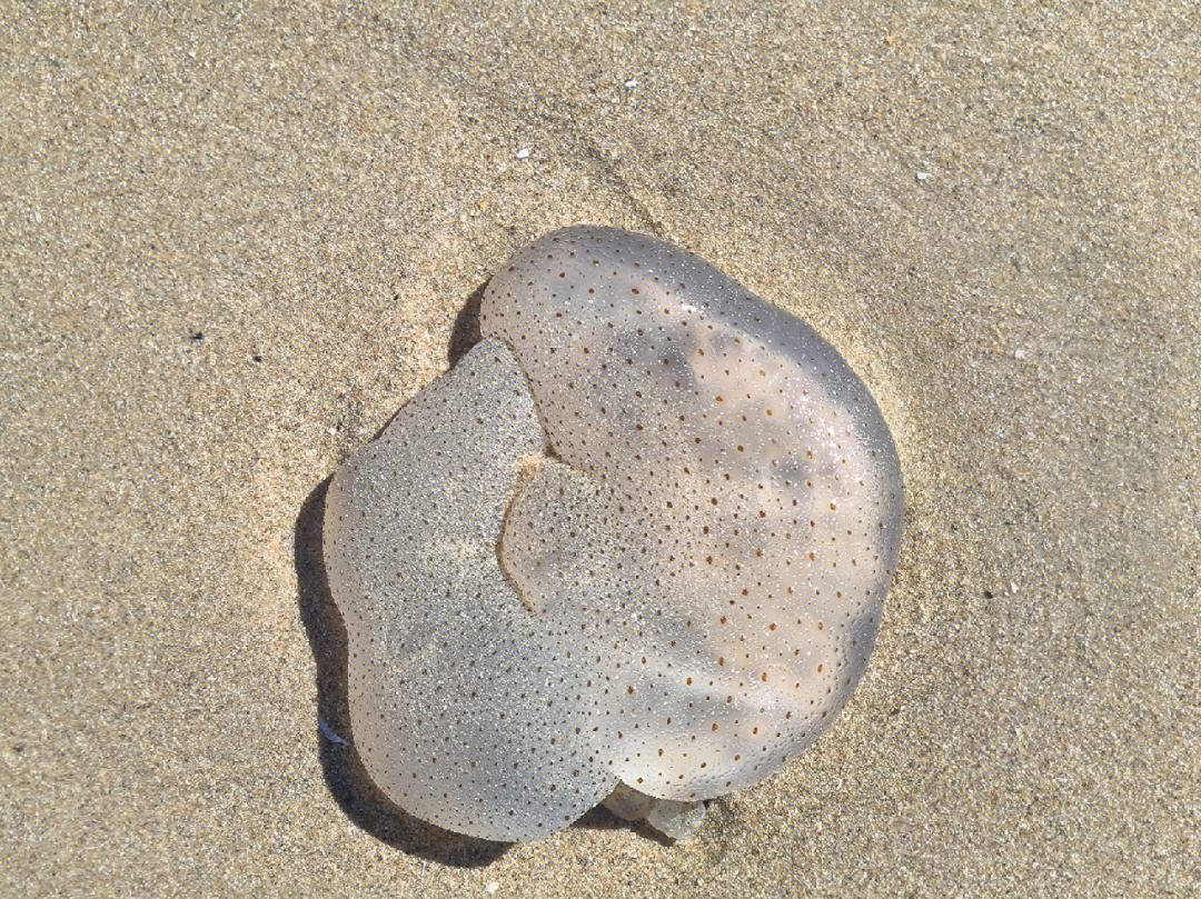 海边常见水母图片