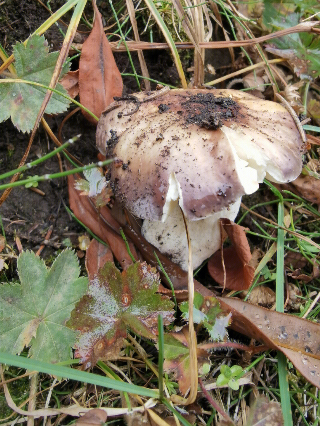 松树林里的蘑菇不知能不能吃
