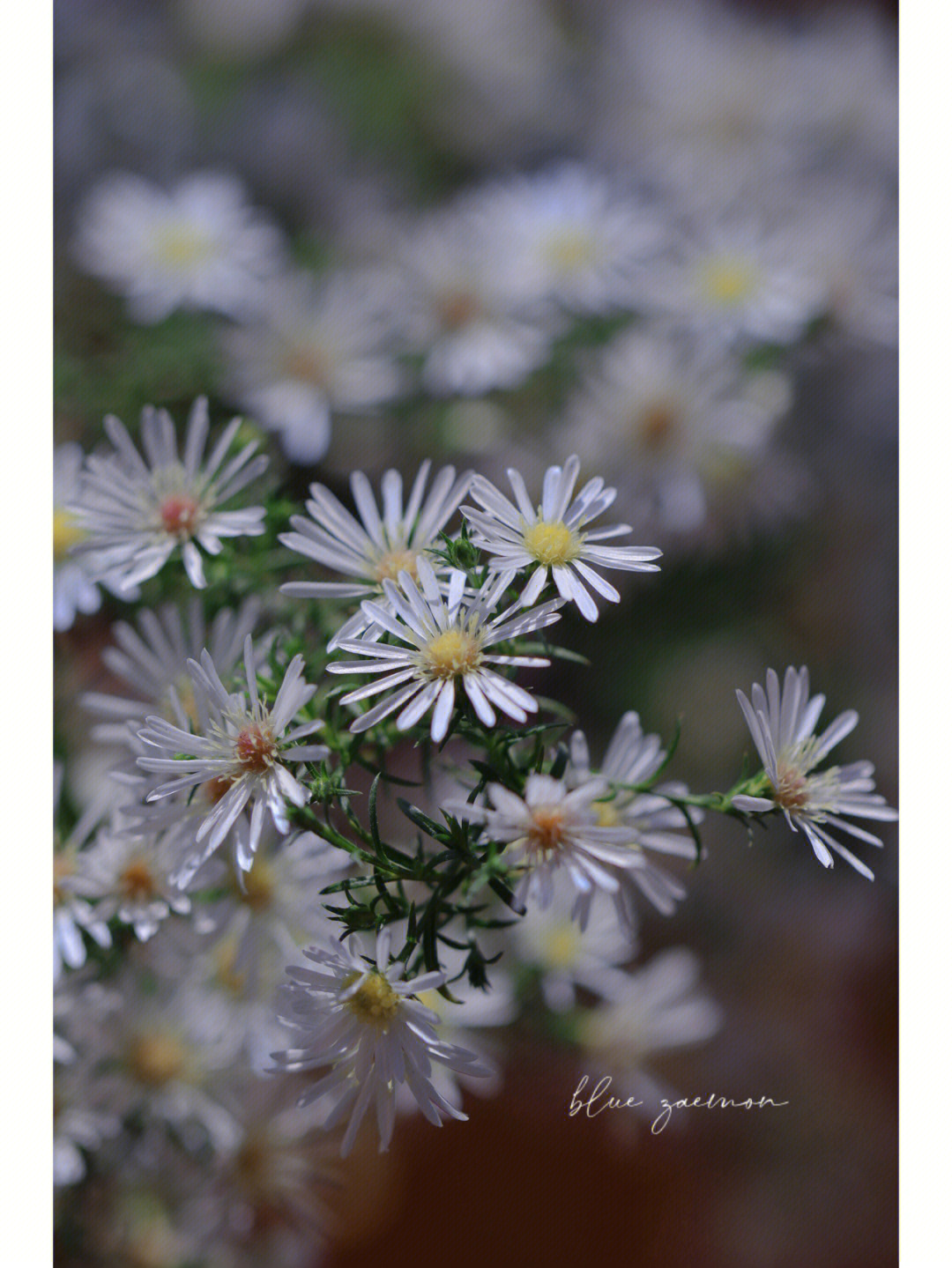 白芷花期图片